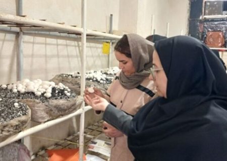 بیش از ۷ هزار جوان بوشهری مهارت‌های فنی و حرفه‌ای را فراگرفتند