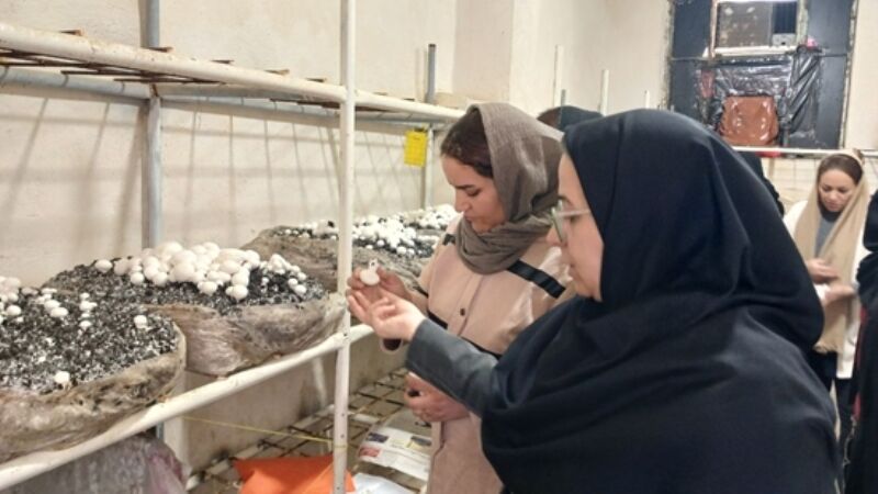 بیش از ۷ هزار جوان بوشهری مهارت‌های فنی و حرفه‌ای را فراگرفتند